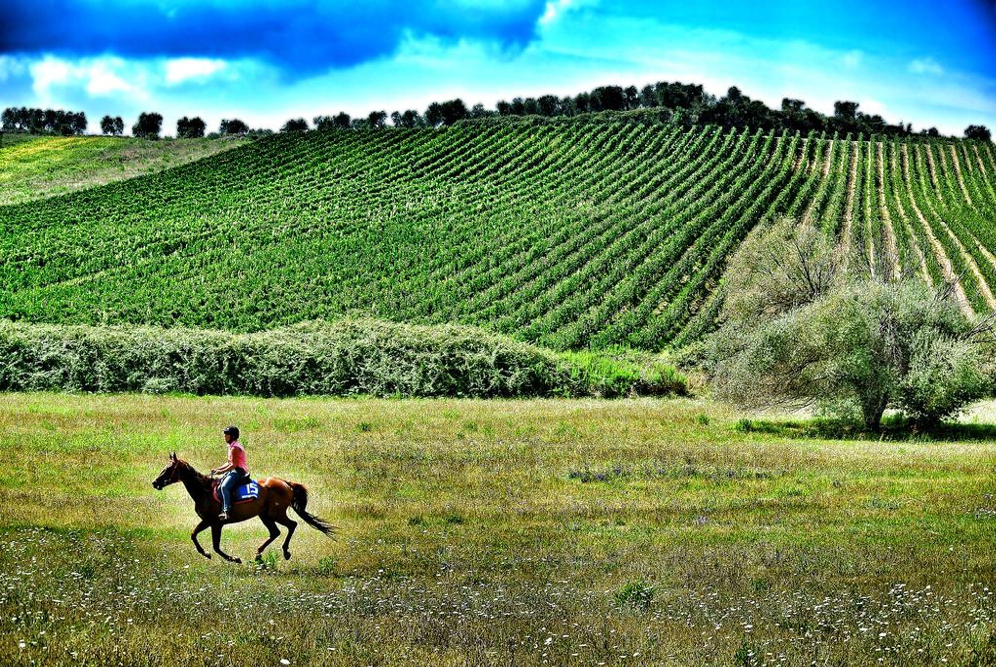 Velkommen til Caldana