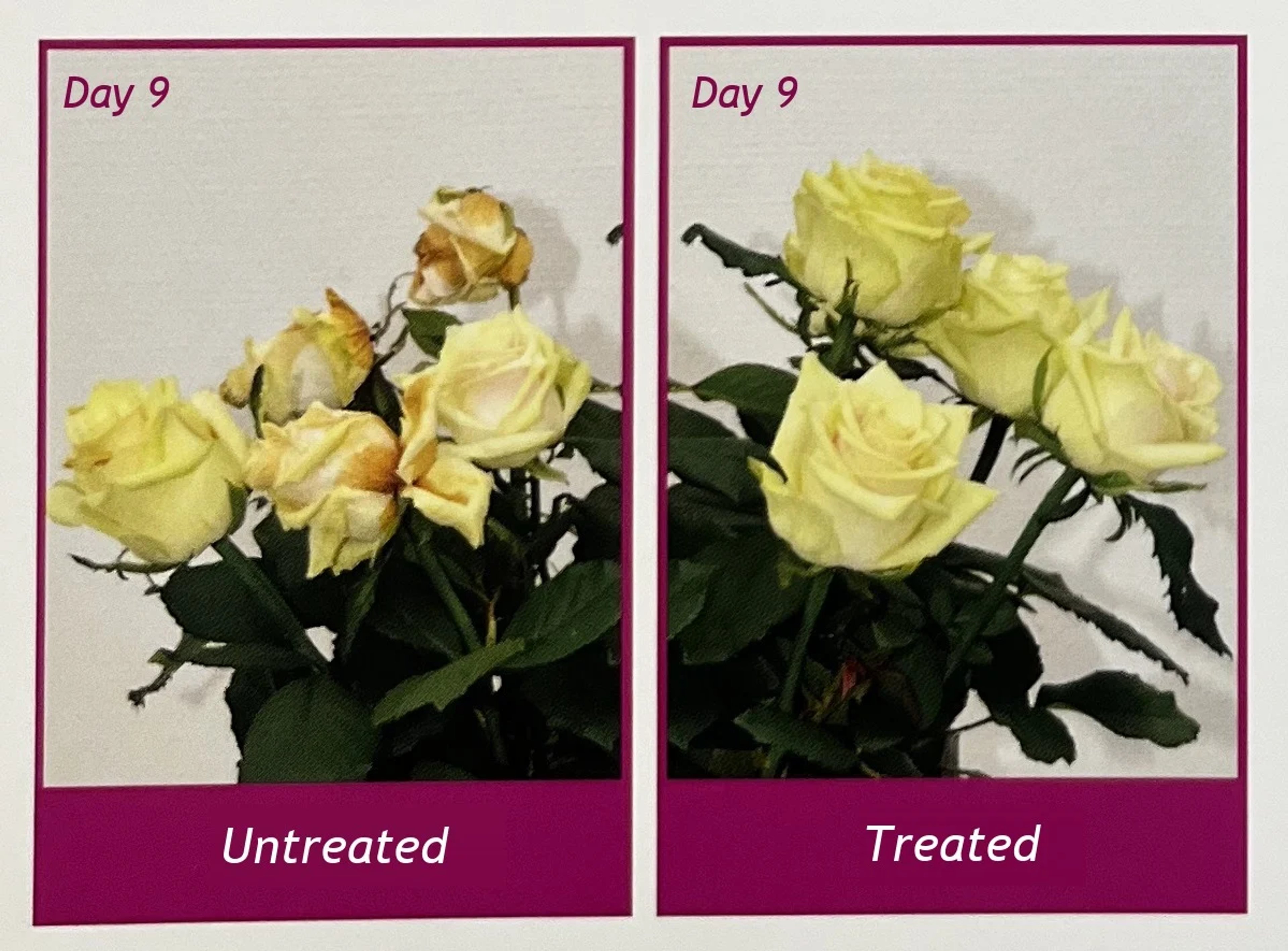 Day 9: untreated roses (left) and roses treated with Vaselife Defend (right).