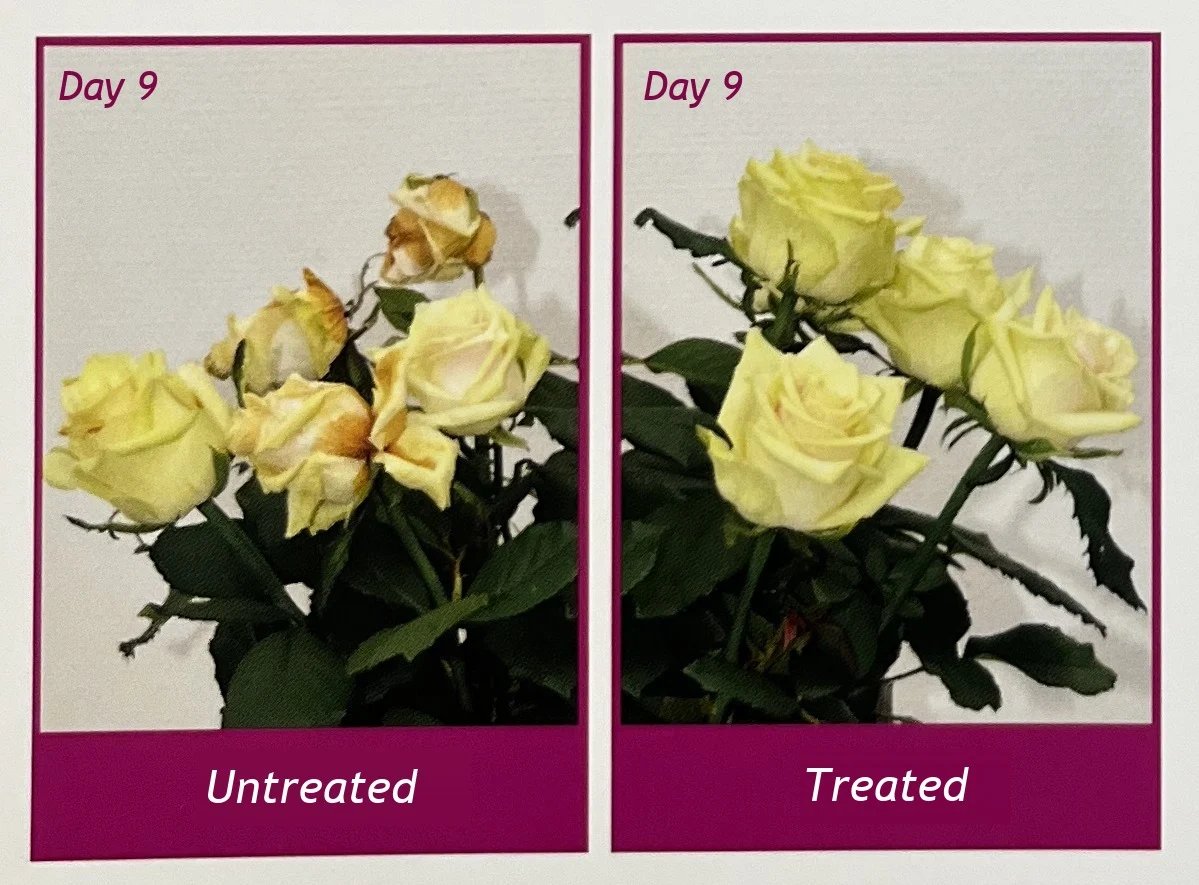 Day 9: untreated roses (left) and roses treated with Vaselife Defend (right).