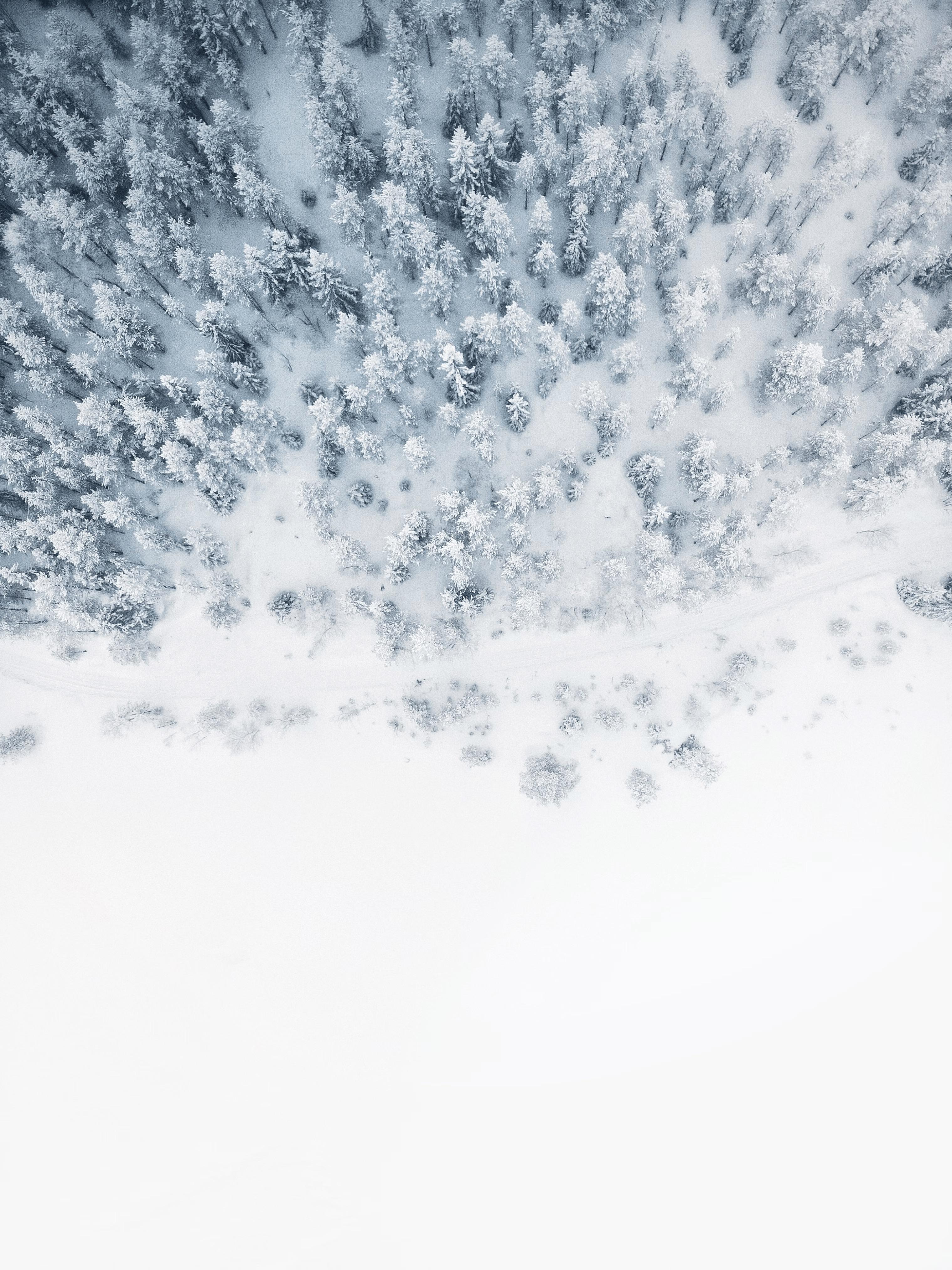 Aerial view of a snow-covered conifer forest opening onto a pristine clearing