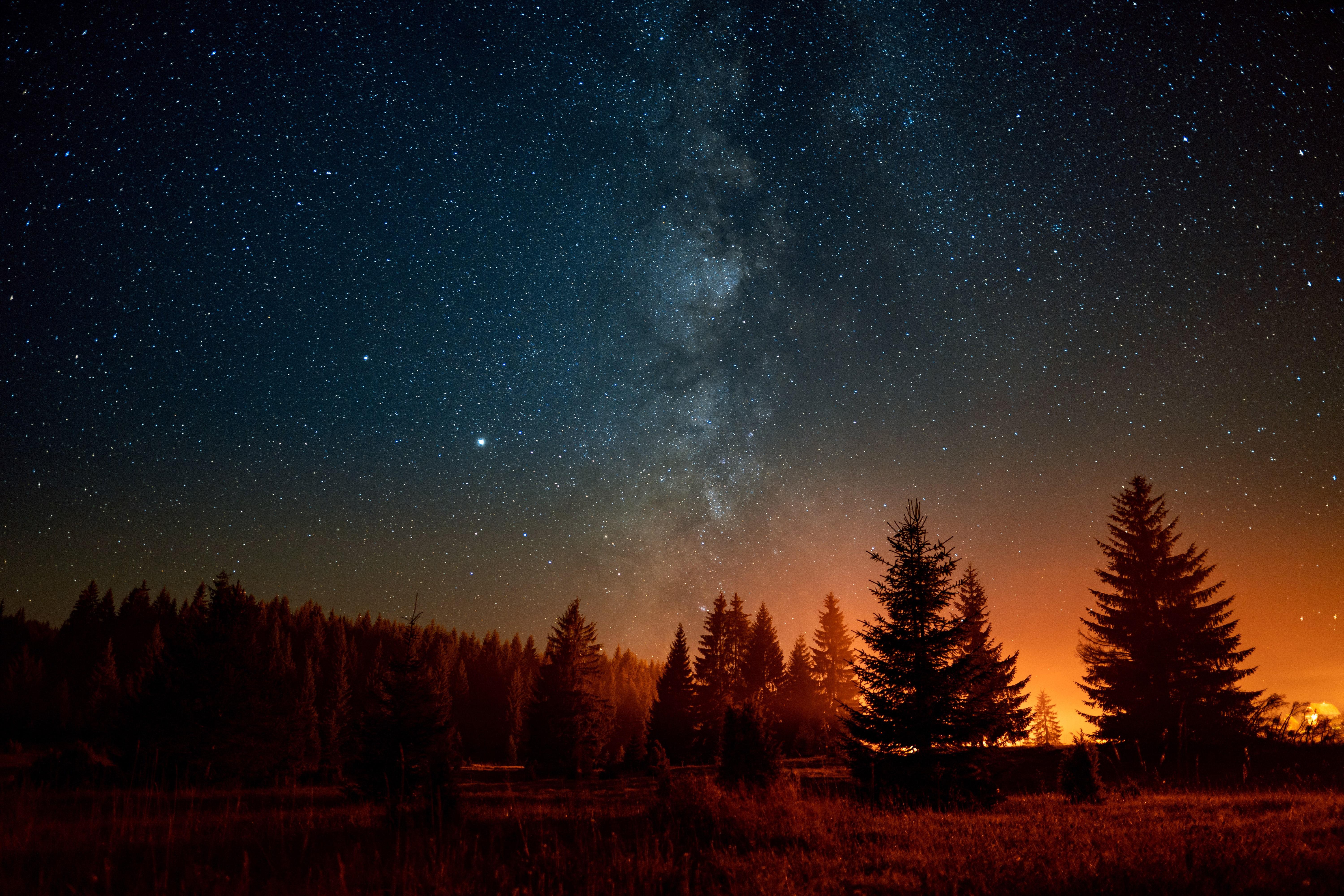 Voie lactée et ciel étoilé au-dessus d'une forêt de conifères en pleine nuit