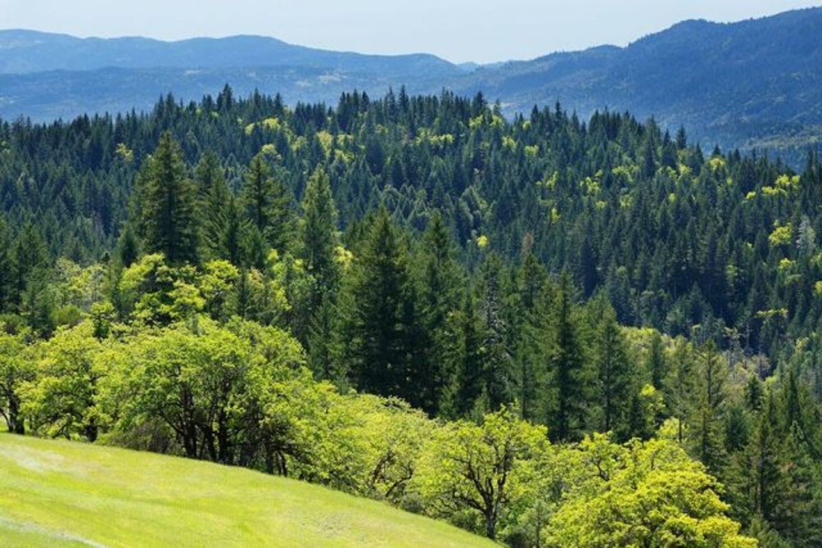 Supporting Carbon Offset Efforts