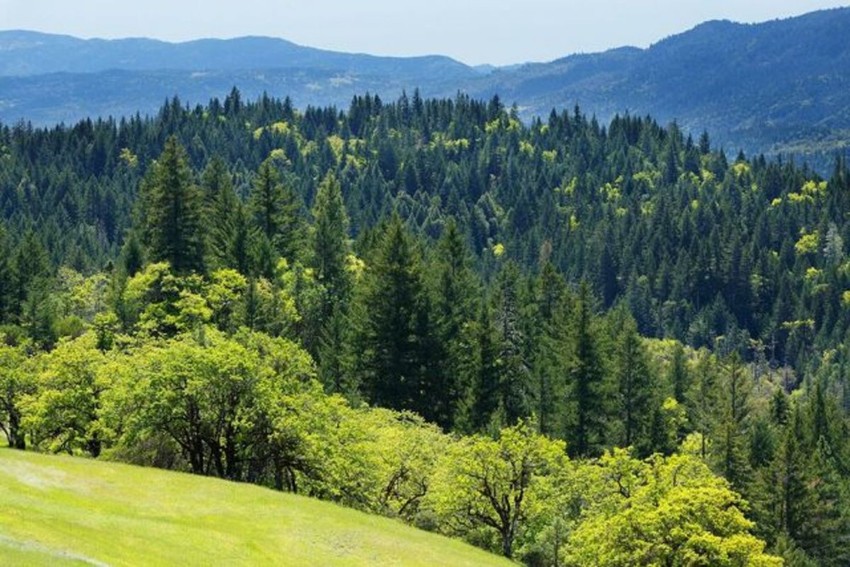 Supporting Carbon Offset Efforts