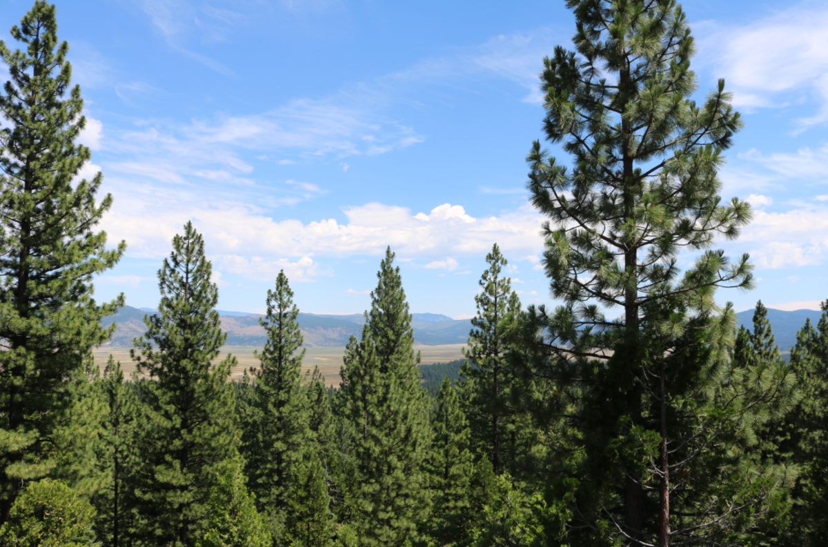 The Forest Resilience Bond: An Innovative Financial Tool Used to Fight Fires in California