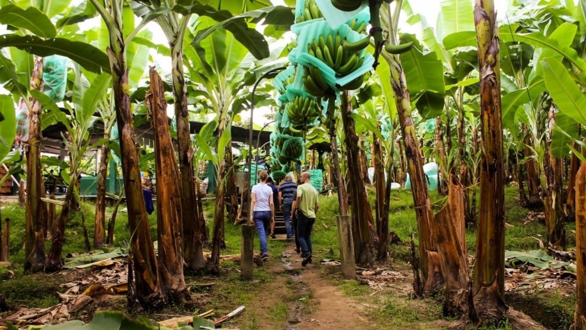 Portfolio Monitoring During COVID-19