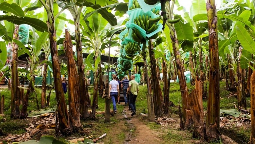 Portfolio Monitoring During COVID-19