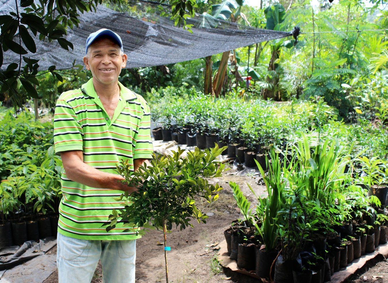 Man holding tree on farm
