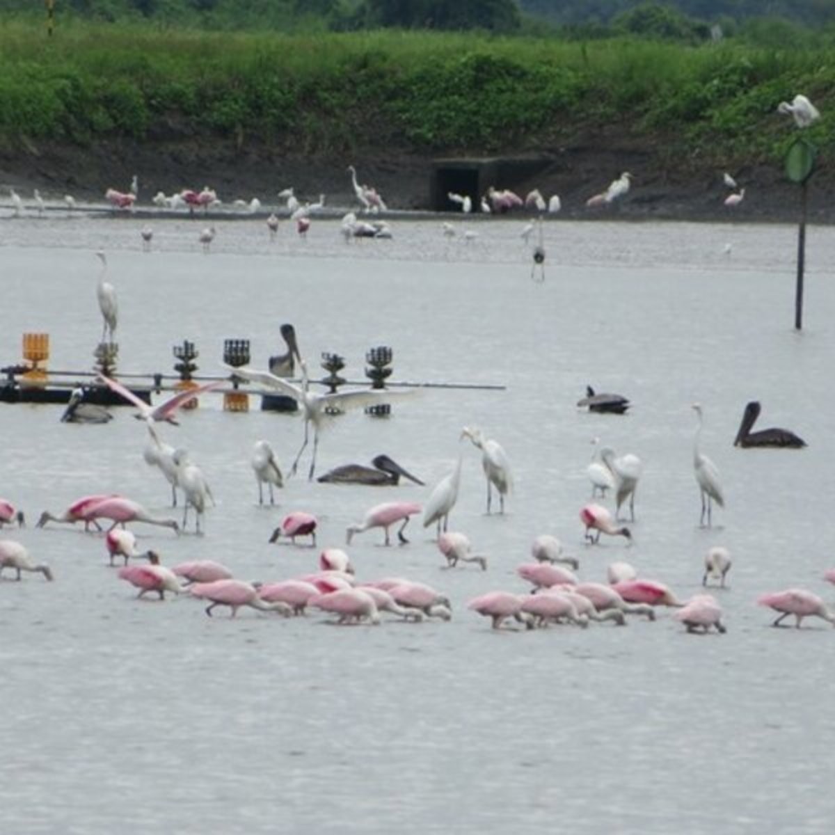 Borrower Spotlight: eco.business Fund and sustainable shrimp farming in Ecuador