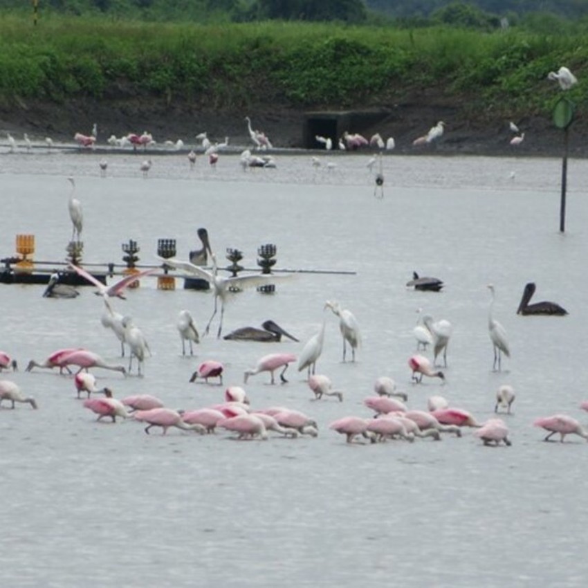 Borrower Spotlight: eco.business Fund and sustainable shrimp farming in Ecuador