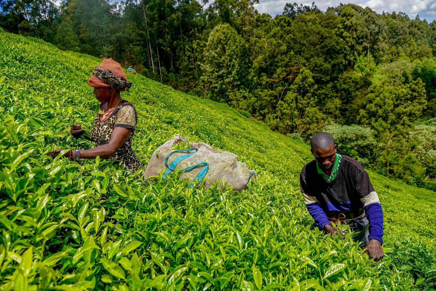 eco.business sub-fund for Sub-Saharan Africa  impact story image