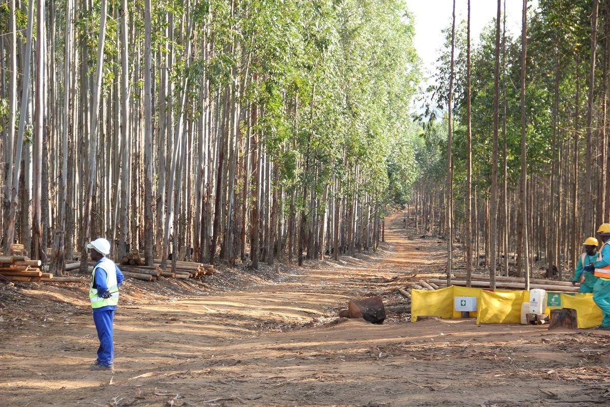 Criterion African Partners (Africa Sustainable Forestry Fund II) impact story image