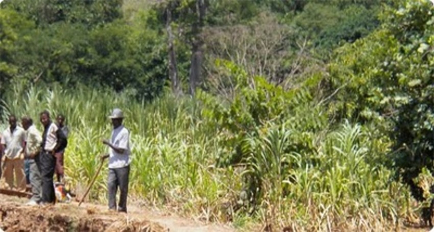 Supporting Local Agriculture and Farm Jobs in Africa