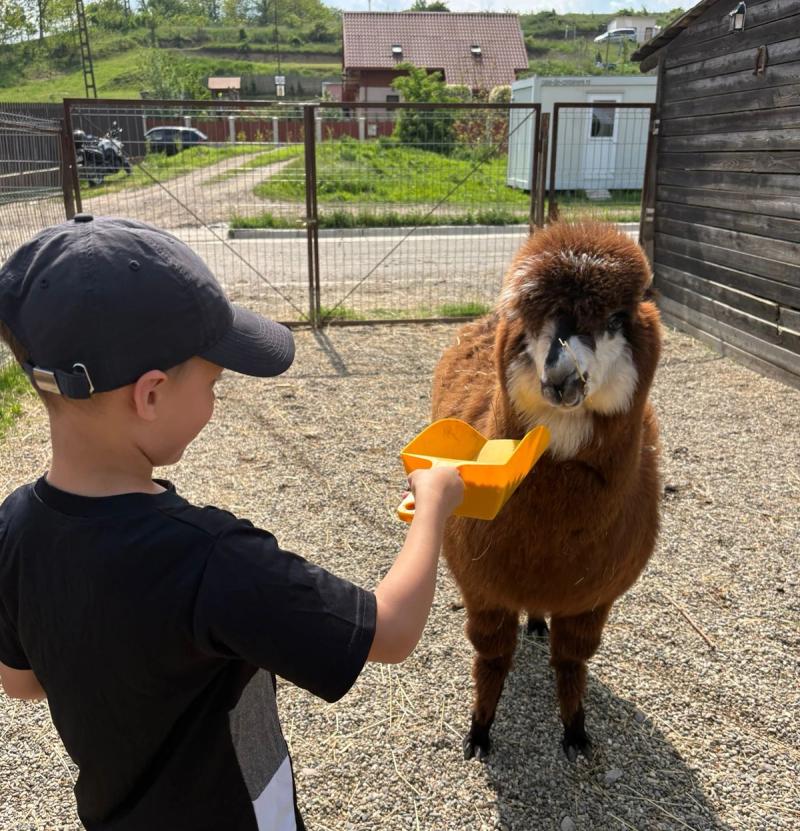 hai-la-cai-alpaca