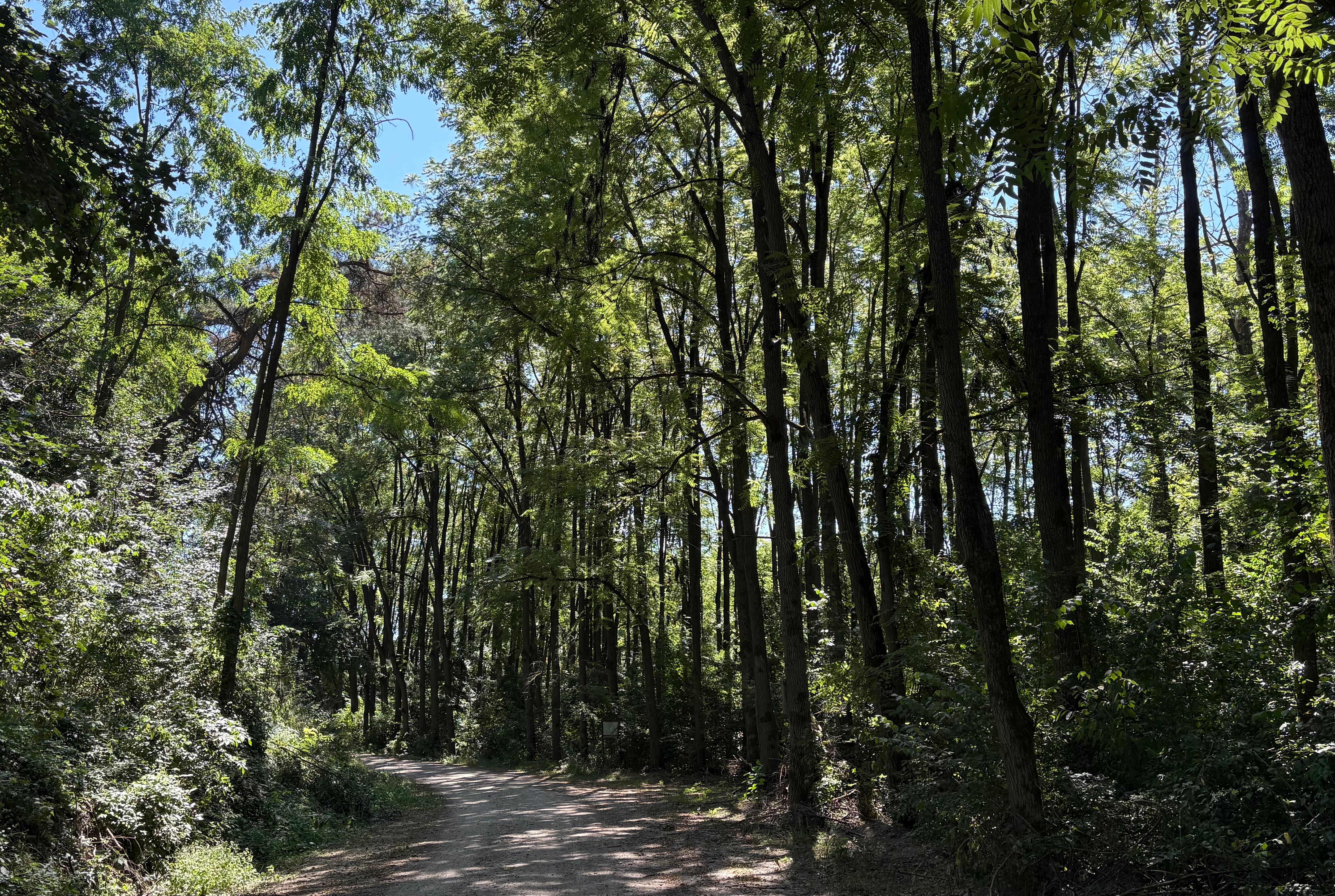 Padurea Trebes