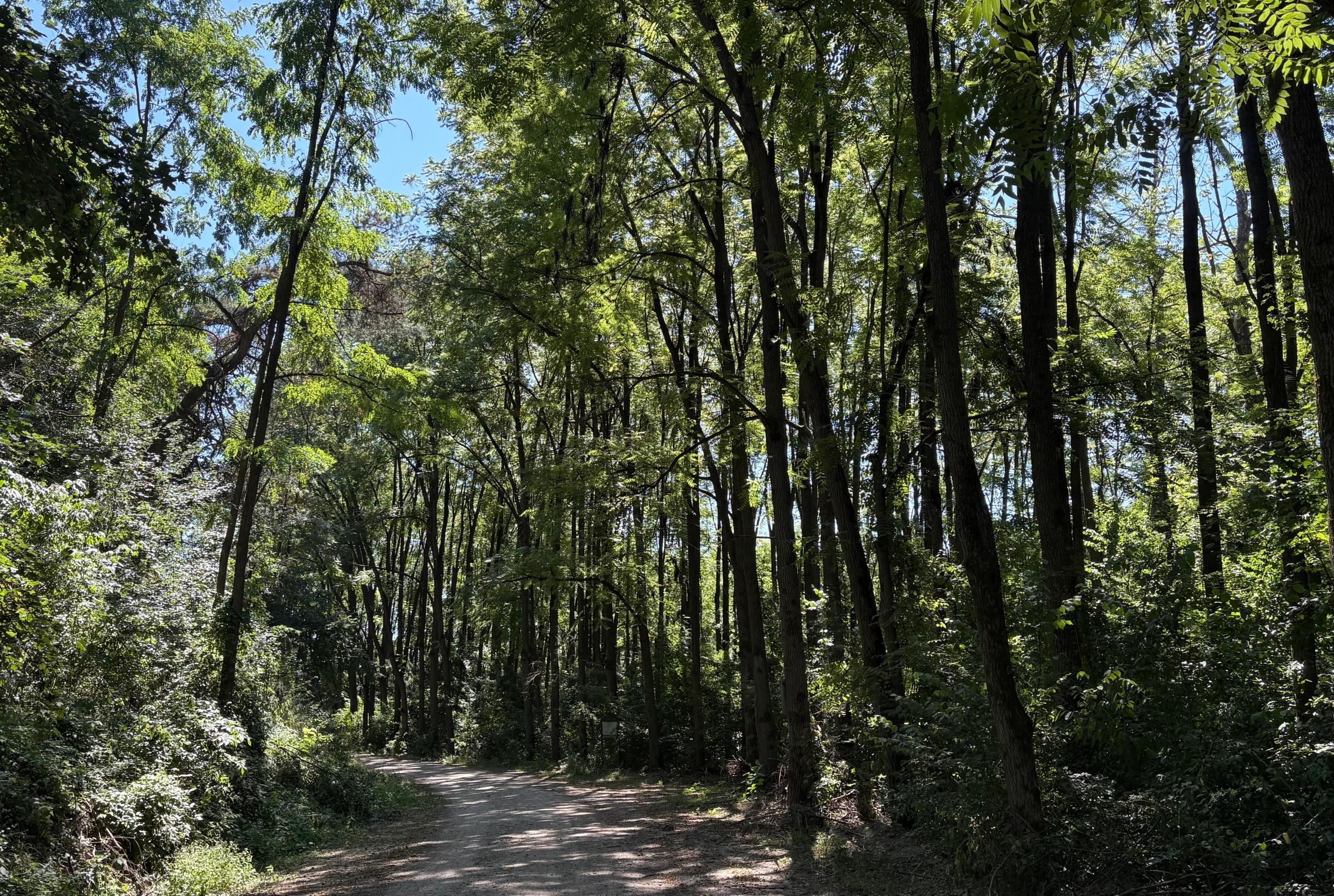 Padurea Trebes