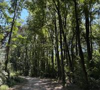 Padurea Trebes