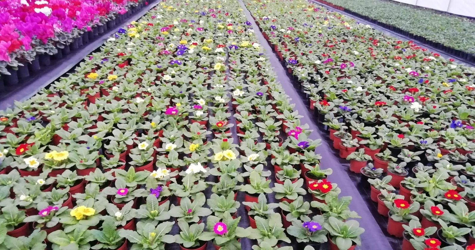 Sera de Flori