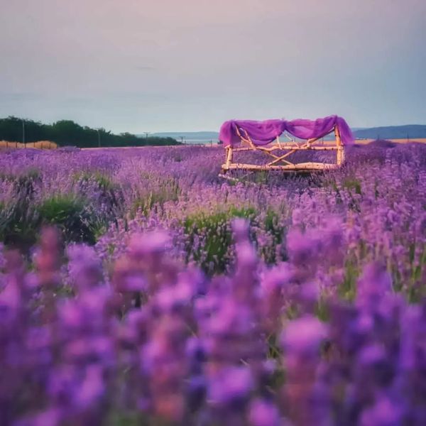 Apus de soare in lavanda!