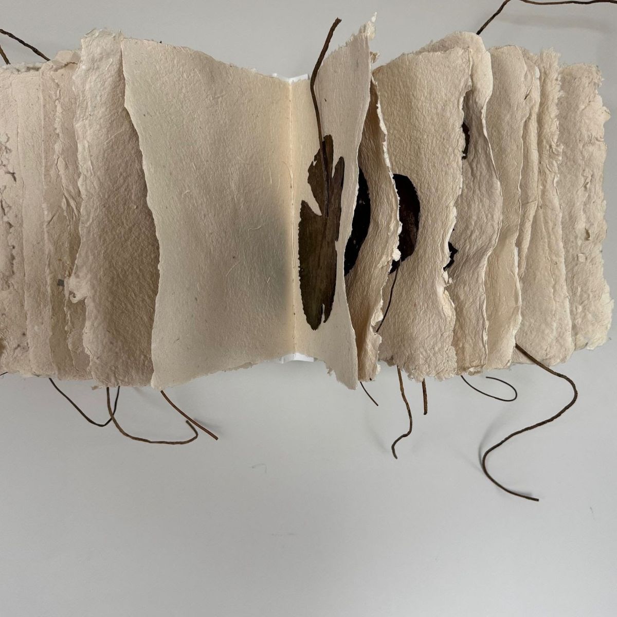 A concertina of thick handmade paper with soft deckled edges, pages varying from cream to warm grey. Pressed dark leaves and torn openings interrupt the folds; slender twigs thread through and trail loose.