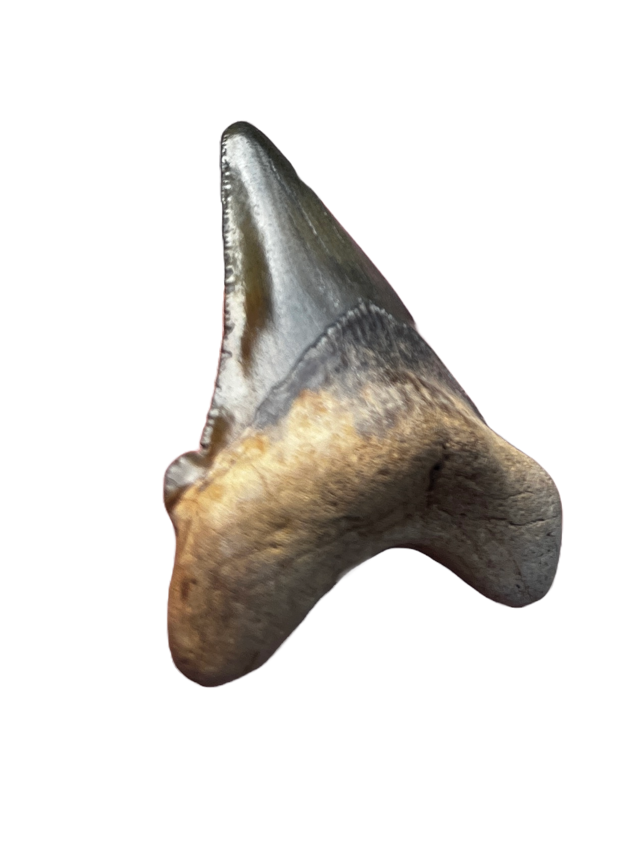 Suwannee River Auriculatus Shark Tooth