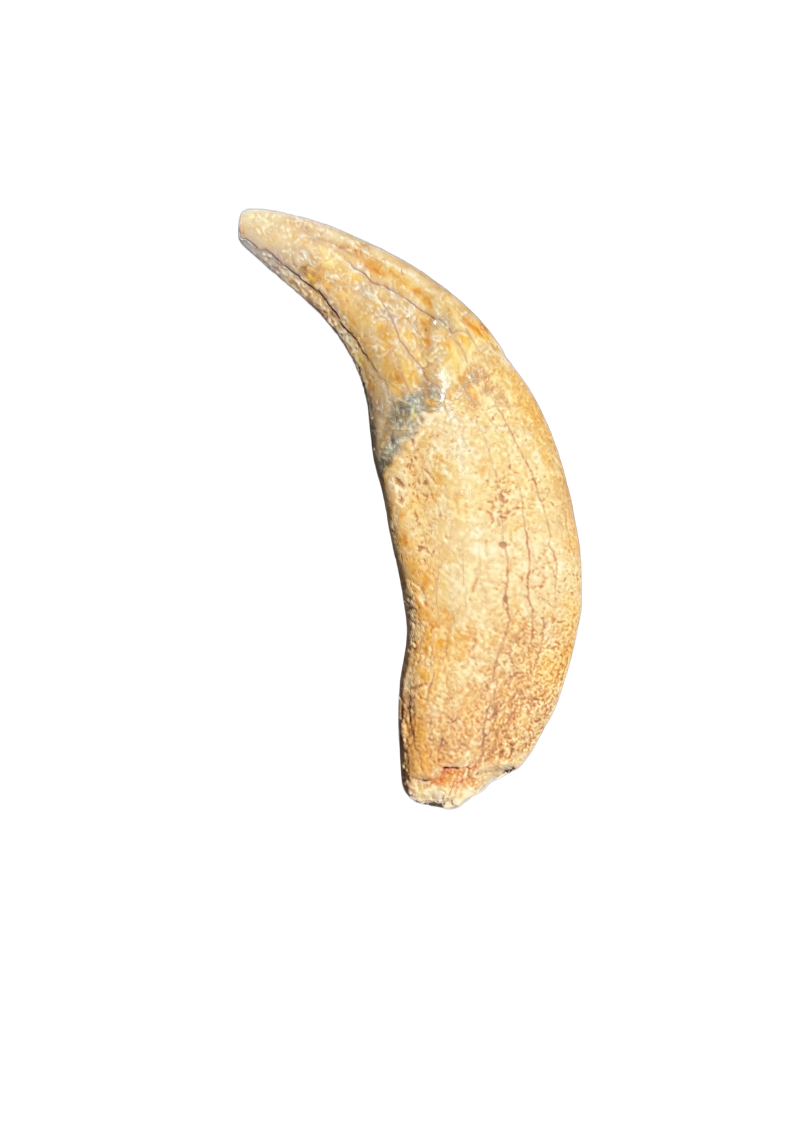 Dire Wolf Upper Canine Tooth