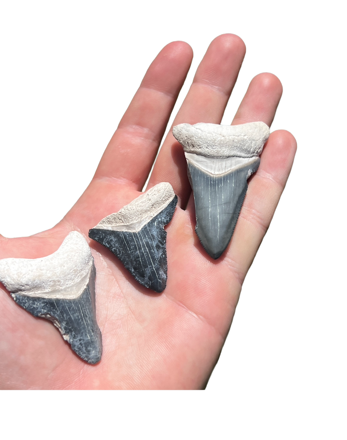 Bone Valley Megalodon Lot
