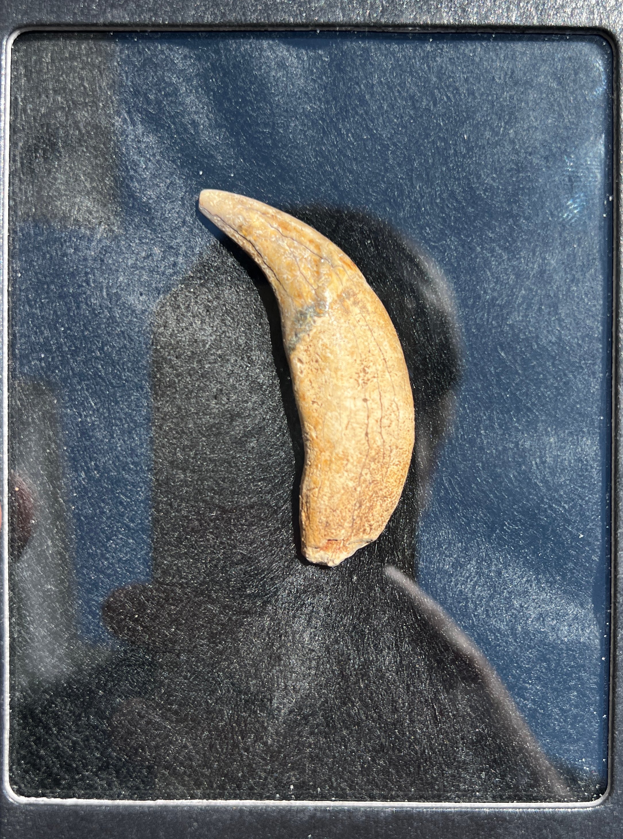 Dire Wolf Upper Canine Tooth - view 3