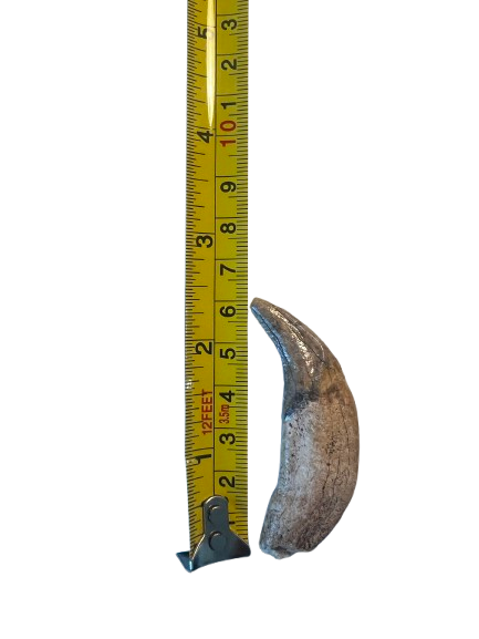 Dire Wolf Upper Canine Tooth - view 2