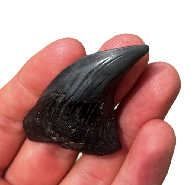 Parotodus Benedenii Shark Tooth