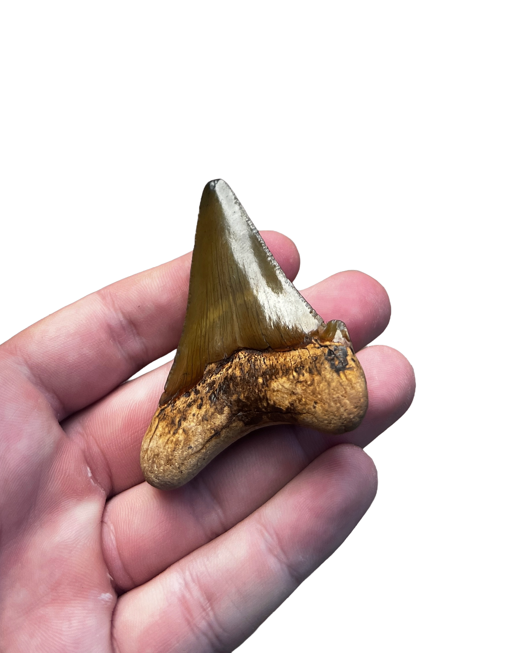 Suwannee River Auriculatus Shark Tooth - view 2