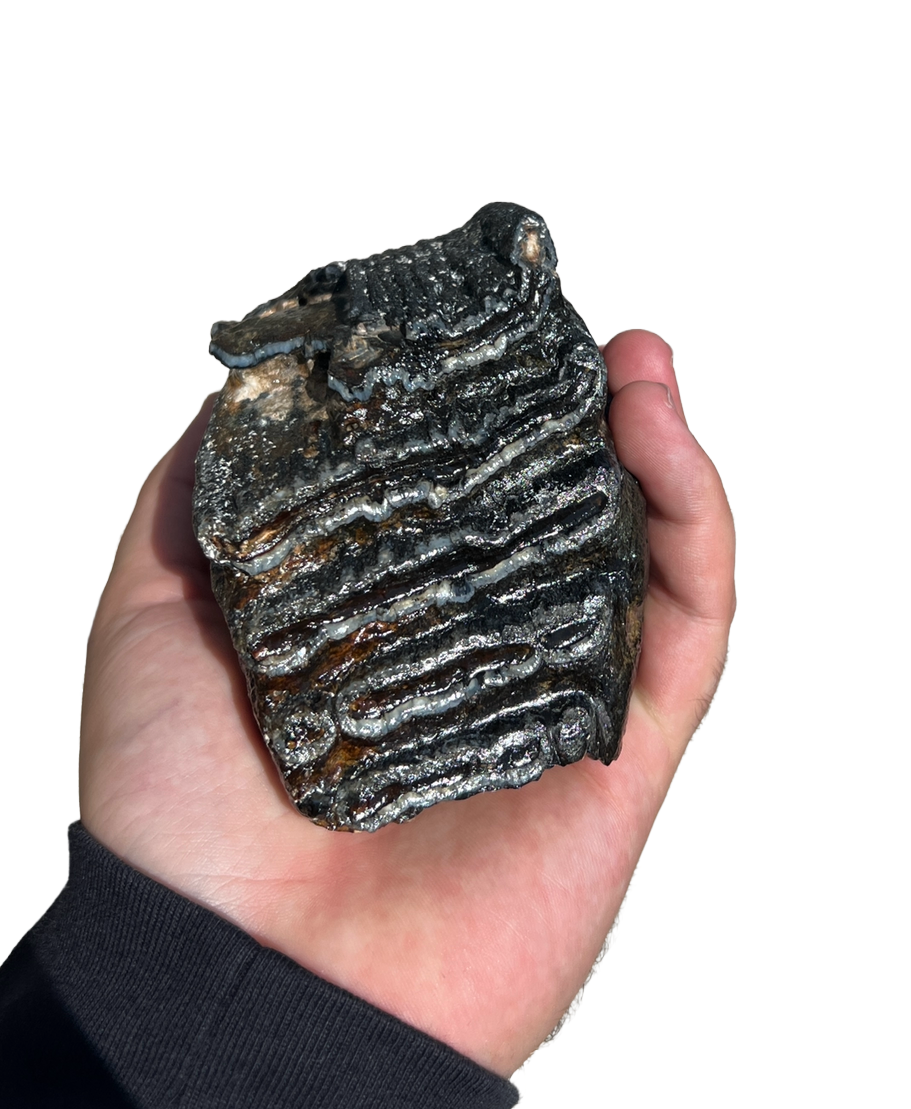 Venice Beach Mammoth Tooth 