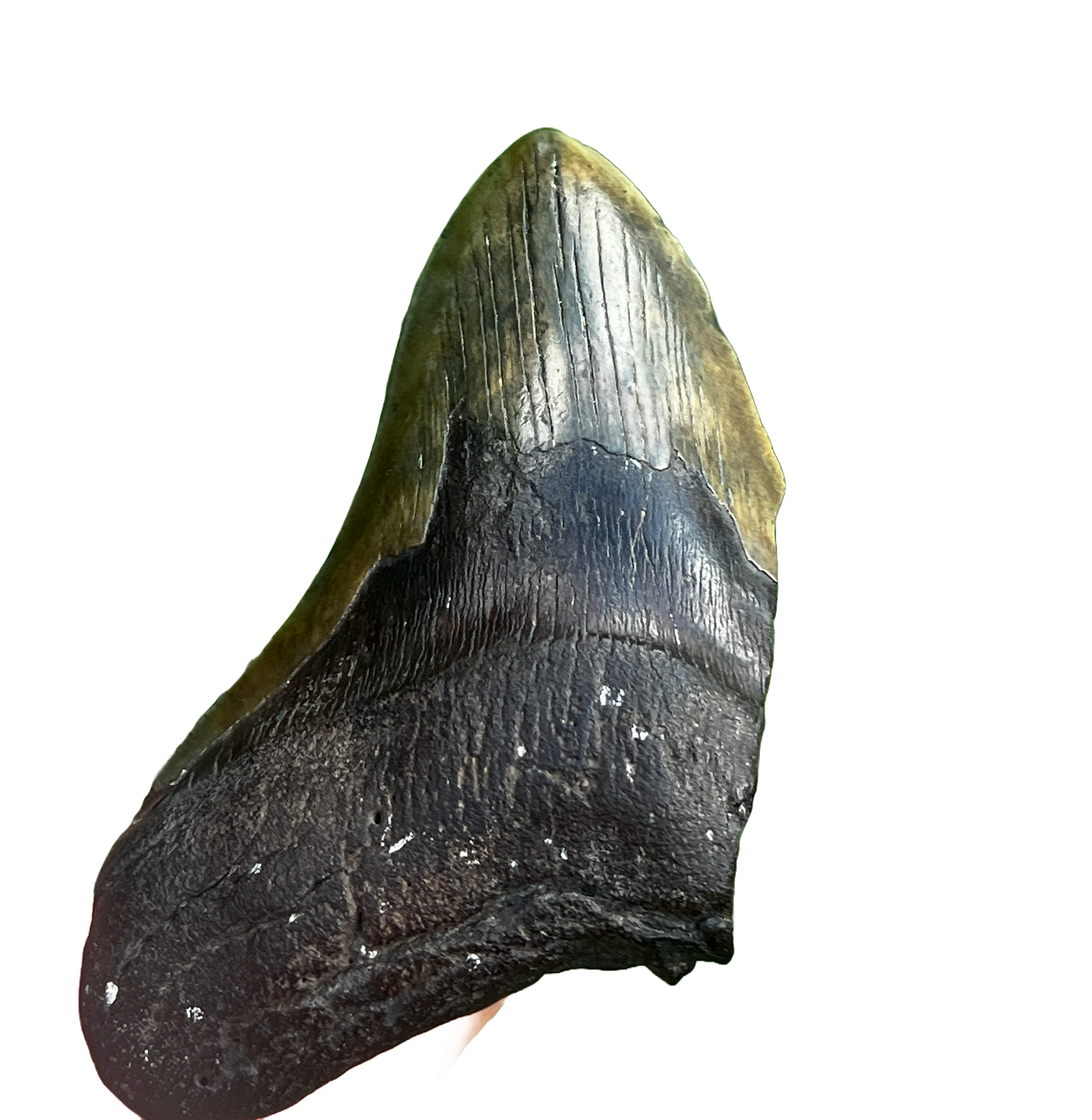 Bargain Megalodon Tooth