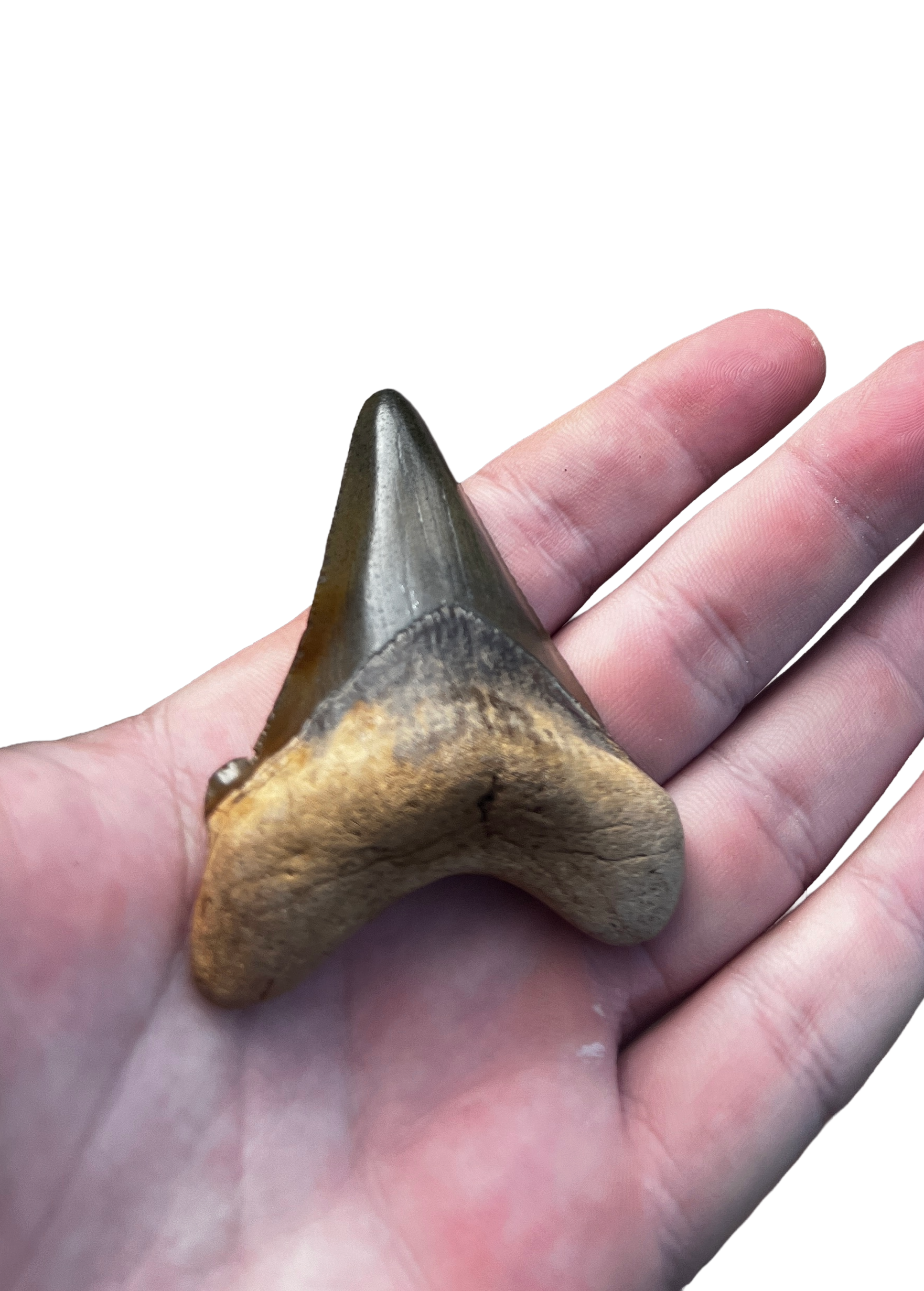 Suwannee River Auriculatus Shark Tooth - view 3