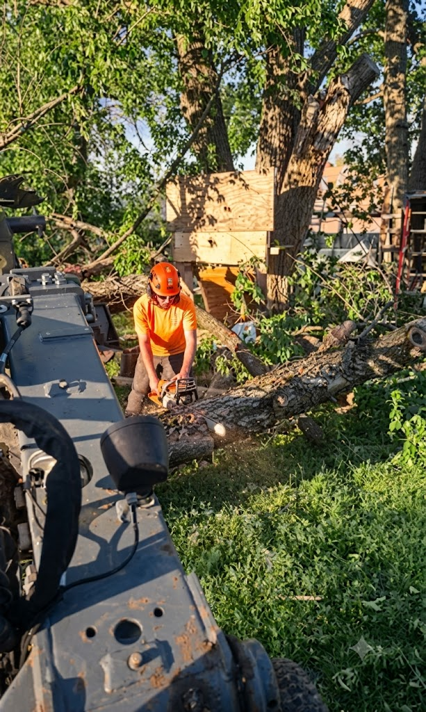 Pettibone Tree Service project — Tree Removal
