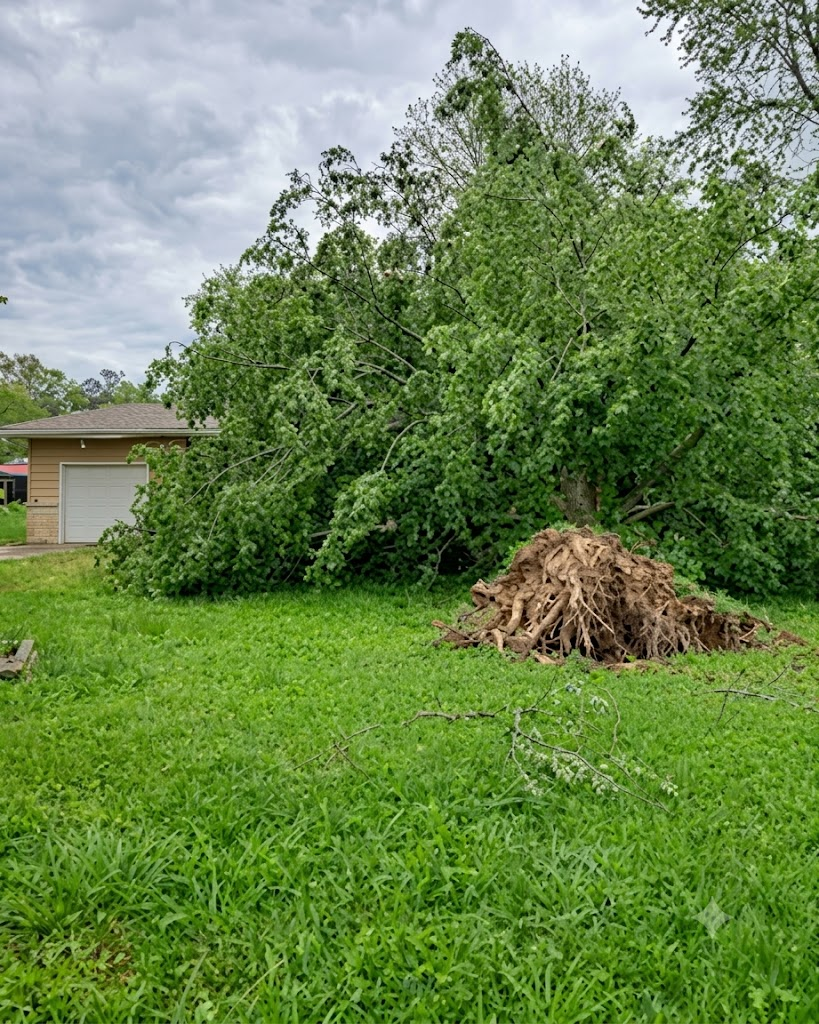 Pettibone Tree Service project — Stump Grinding