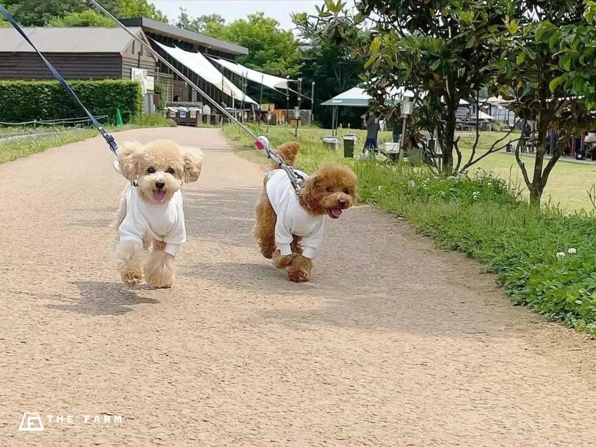 10万㎡を超える広大な自然の中を、愛犬と一緒にお散歩。園内への入場・散策は無料。