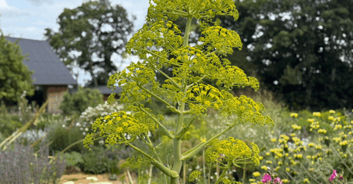 Notes From Our Head Gardener With Millie Souter The Plant Library notes-from-our-head-gardener-with-millie-souter-the-plant-library