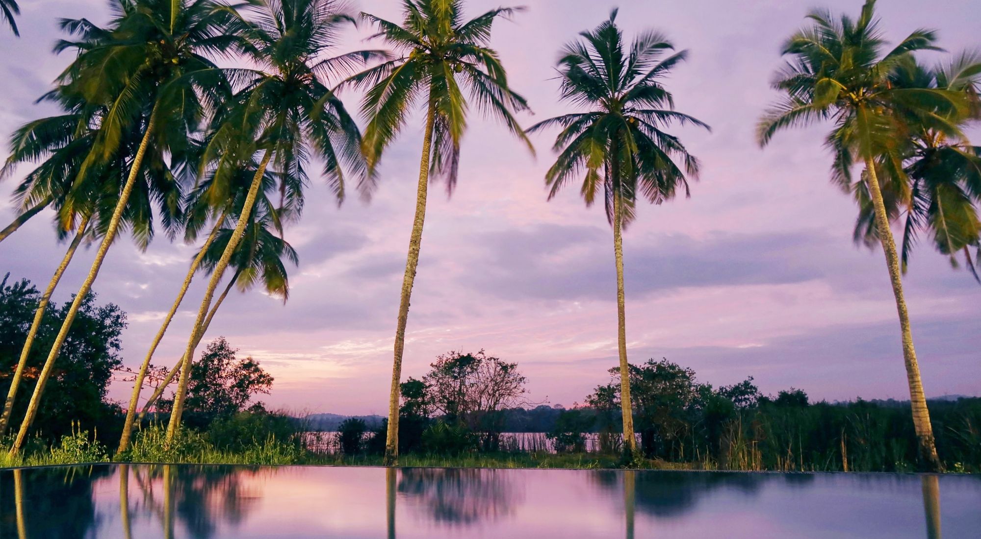 Palm canopy above a Katera residence on the southern coast of Sri Lanka