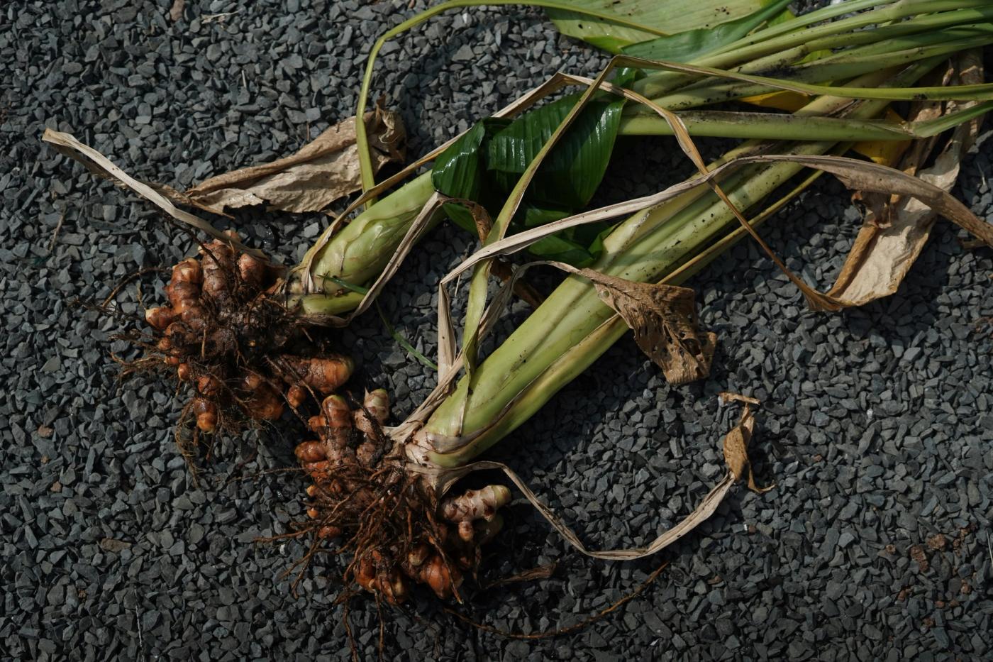 Freshly harvested turmeric rhizomes with roots and stems still attached