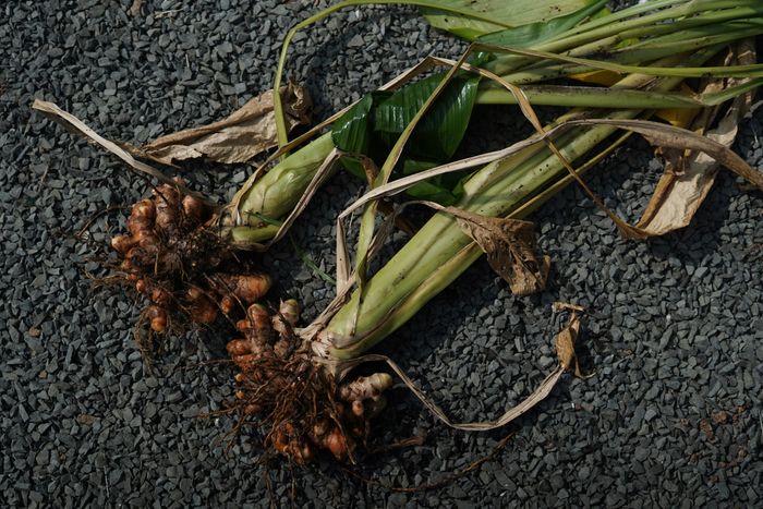 Freshly harvested turmeric rhizomes with roots and stems still attached