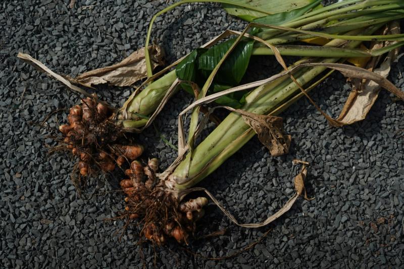 Freshly harvested turmeric rhizomes with roots and stems still attached