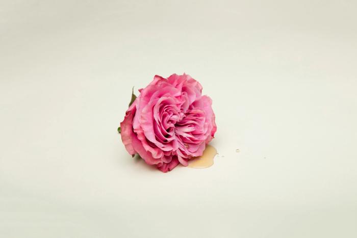 Pink rose on white background