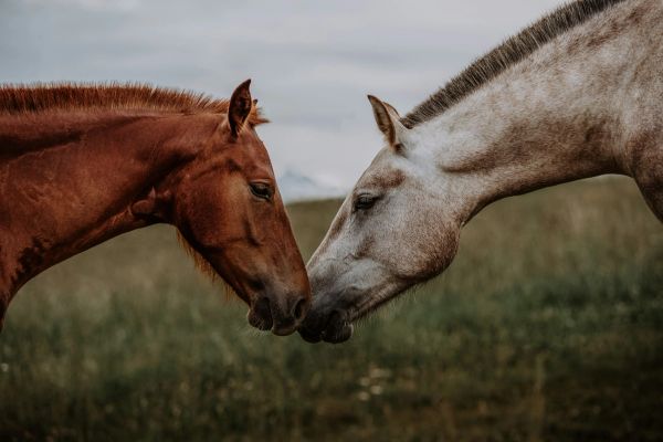 hest