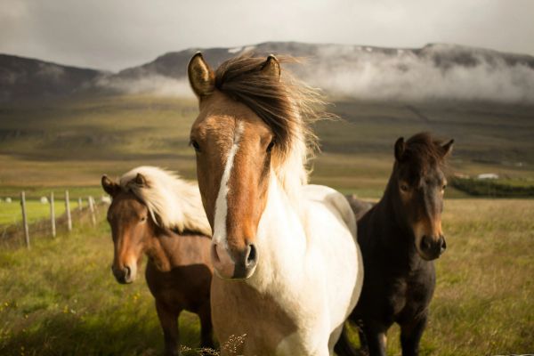 hest