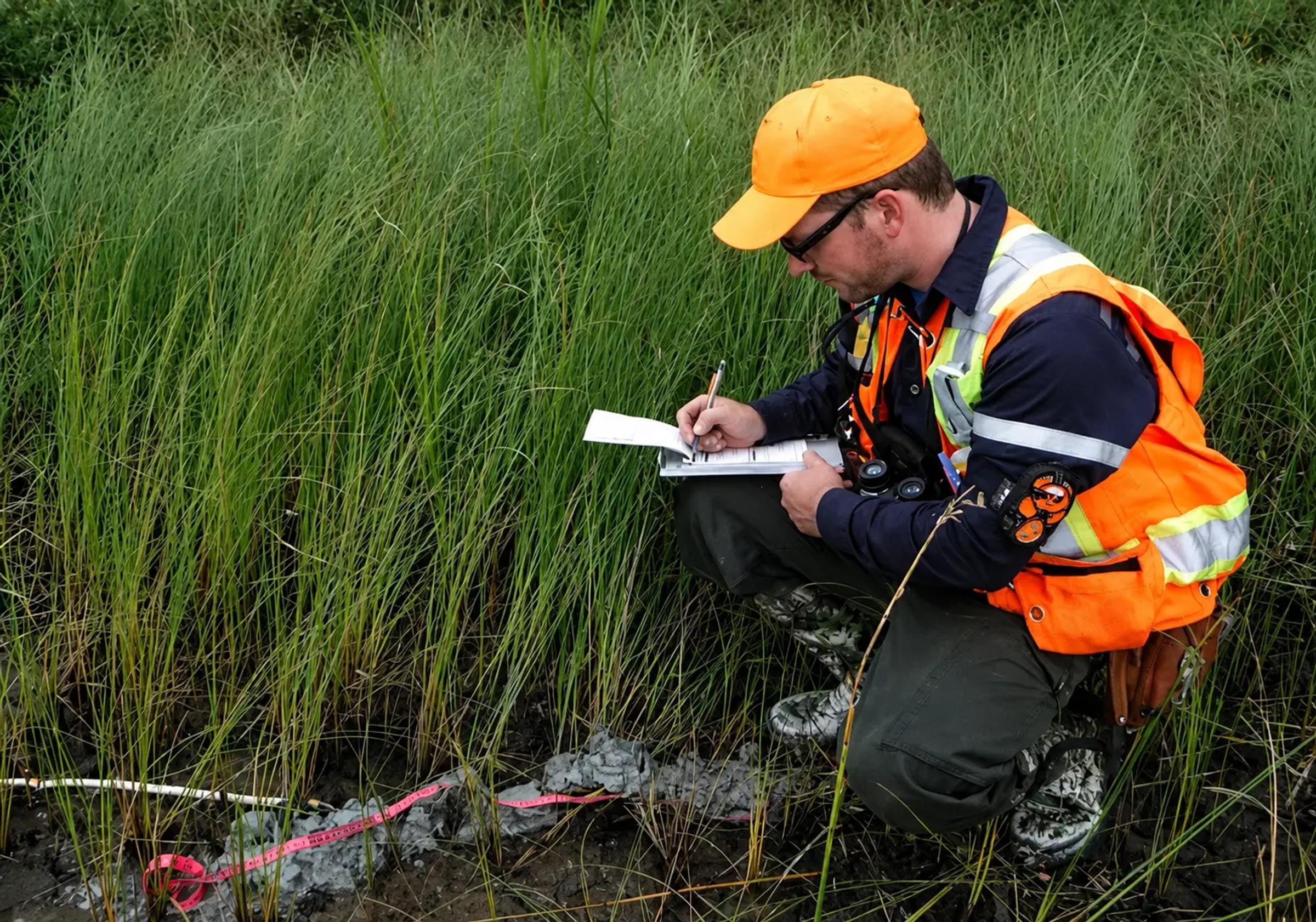 TULLOCH environmental specialist recording field observations in wetland vegetation.