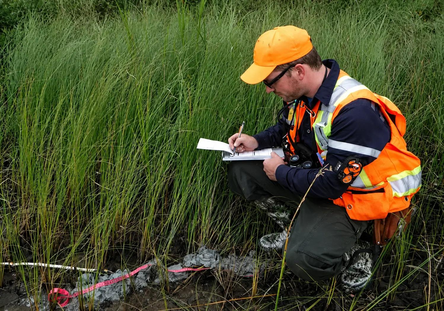 TULLOCH environmental specialist recording field observations in wetland vegetation.