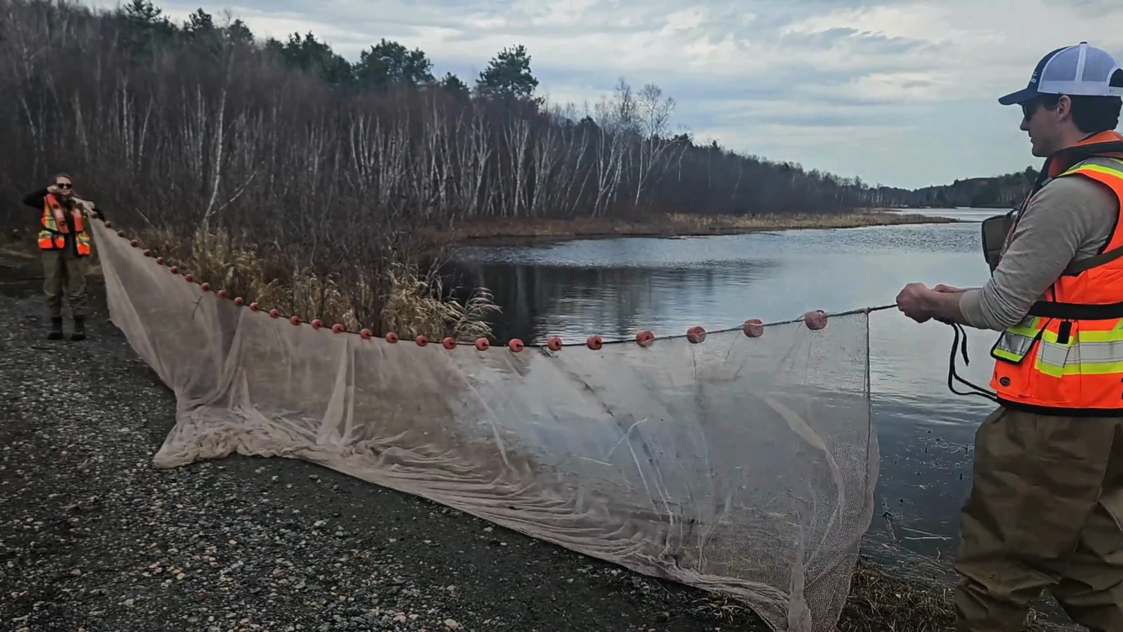 TULLOCH environmental field technician using a seine net during aquatic monitoring at Henvey Inlet.