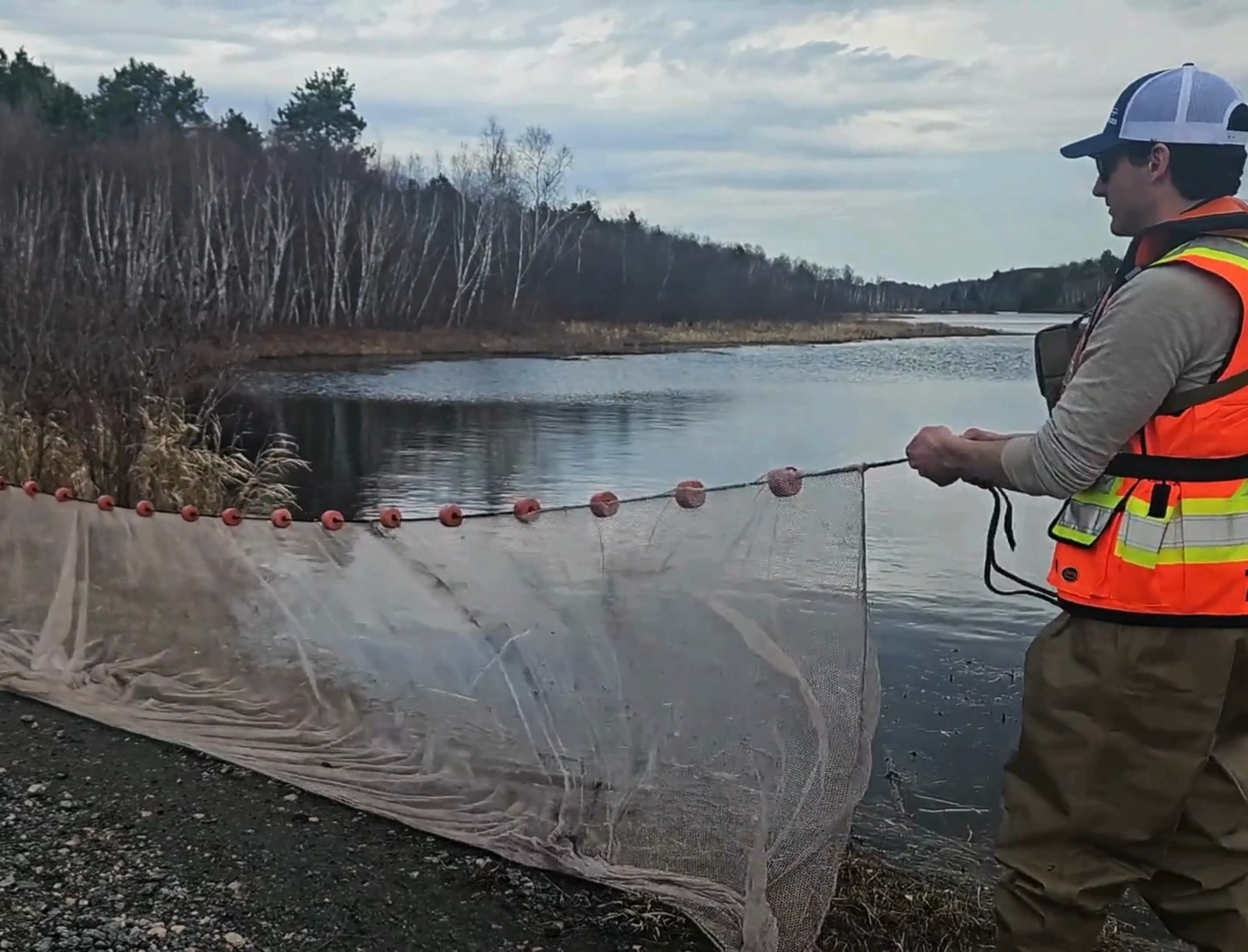 TULLOCH environmental field technician using a seine net during aquatic monitoring at Henvey Inlet.