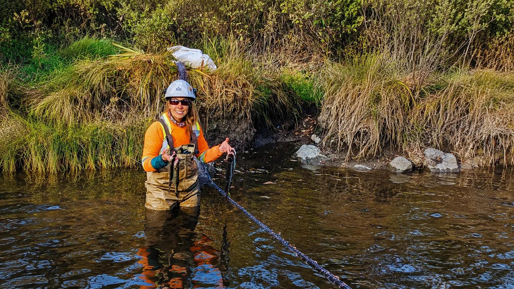 TULLOCH environmental specialist completing an aquatic fish survey in a stream.