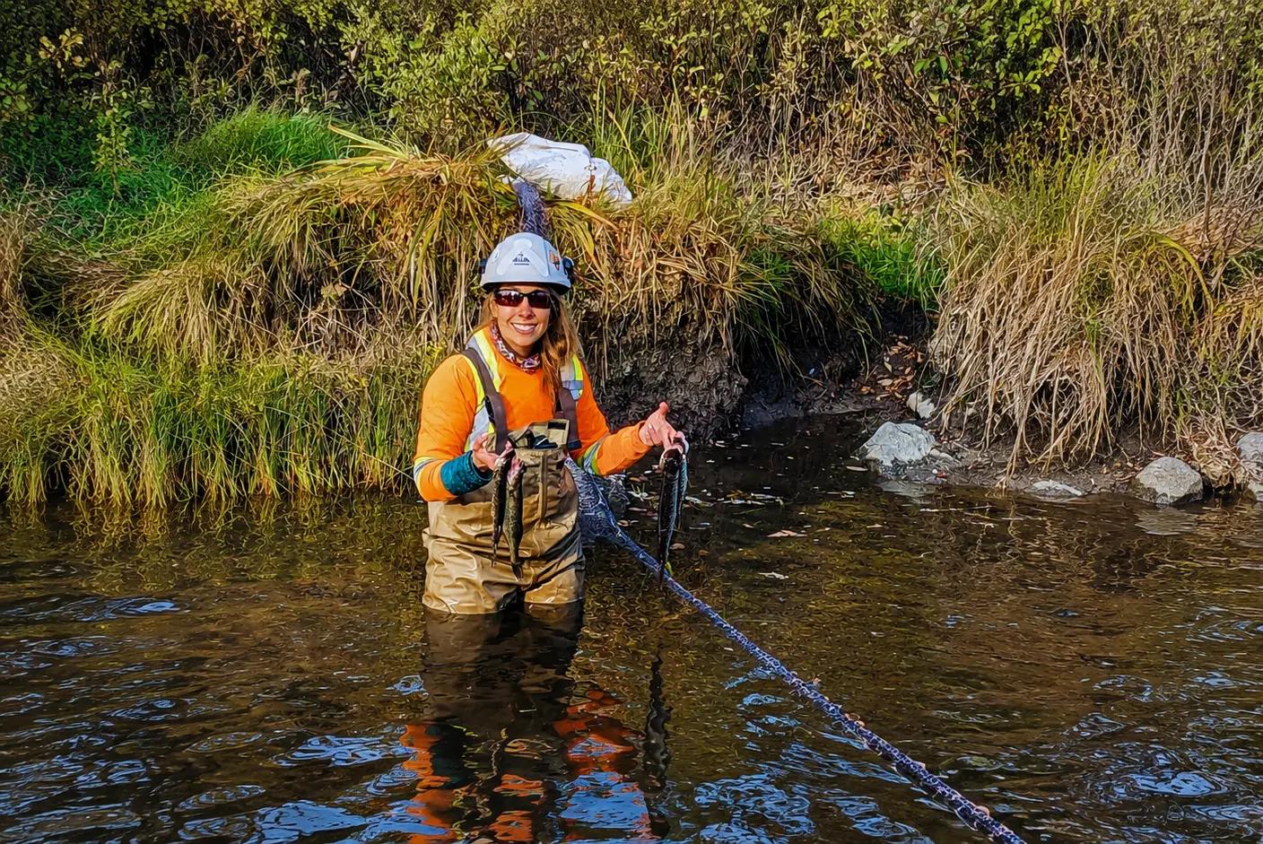 TULLOCH environmental specialist completing an aquatic fish survey in a stream.